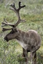 Bull Caribou