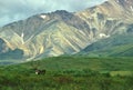 Bull Caribou in Mountain Scenic