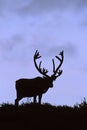 Bull Caribou Silhouette Royalty Free Stock Photo