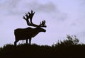 Bull Caribou Silhouette Royalty Free Stock Photo