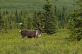 Bull Caribou in Velvet Royalty Free Stock Photo