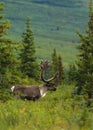 Bull Caribou in Velvet Royalty Free Stock Photo