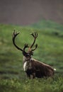 Bull Caribou in Velvet Royalty Free Stock Photo