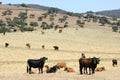 Bull cattle black toro in southern Spain