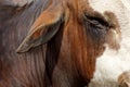 Bull Closeup of a Bulls Eye and Ear Royalty Free Stock Photo