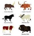 Bull collection vector illustration isolated on white background. Royalty Free Stock Photo