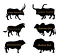 Bull collection vector silhouette illustration isolated on white.