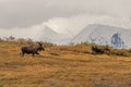 Bull and Cow Alaska Moose Royalty Free Stock Photo