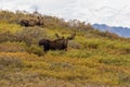 Bull and Cow Alaska Yukon Moose Royalty Free Stock Photo