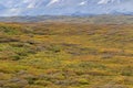 Bull and Cow Moose in Alaska Royalty Free Stock Photo