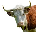 Bull, cow, bison, buffalo head portrait isolated cut out Royalty Free Stock Photo