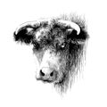 Bull, cow, bison, buffalo head portrait. Digital ink drawing Royalty Free Stock Photo