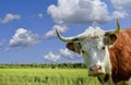 Bull, cow, bison, buffalo head portrait with yellow meadow and blue sky