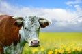 Bull, cow, bison, buffalo head portrait with yellow meadow and blue sky with clouds