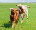 Bull, cow and calf of the Watusi cattle in steppe Royalty Free Stock Photo