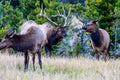 Bull and cow elk, Jasper National Park, Alberta, Canada Royalty Free Stock Photo