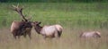 Bull and Cow Elk Nuzzle Panorama Royalty Free Stock Photo