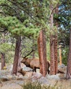 Bull And Cow Elk, Rocky Mountain National Park, CO Royalty Free Stock Photo