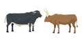 Bull and cow farm animal vector illustration.