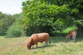 Bull and cow, grazing in South Hiendley, Wakefield, West Yorkshire. Royalty Free Stock Photo