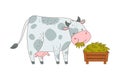 Bull or Cow with Horns and Spots as Farm Animal Chewing Grass Vector Illustration Royalty Free Stock Photo