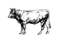 bull cow ink print detailed etching