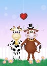 Bull and cow in love Royalty Free Stock Photo