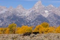 Bull and Cow Moose in Autumn in Grand Teton National Park Royalty Free Stock Photo