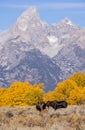 Bull and Cow Moose in Autumn in Grand Teton National Park Royalty Free Stock Photo