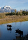 Bull cow moose courting in water under mountain Royalty Free Stock Photo