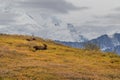 Bull and Cow Moose in Denali National Park Royalty Free Stock Photo