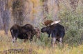 Bull and Cow Moose Rutting in Fall in Wyoming