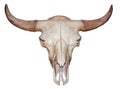 Bull cow skull with horns attached isolated on a transparent background