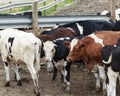 Bull and cows in a muddy pasture