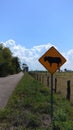 Bull crossing on the road to Merida, Mexico