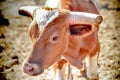 Bull with cut-off horns portrait close-up