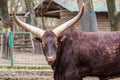 Bull is dark brown with big white horns vatusi, stands and looks into the camera