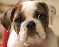 Bull dog puppy face Royalty Free Stock Photo