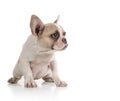 Bull Dog Puppy Looking to the Side Royalty Free Stock Photo