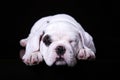 Bull dog puppy, lying front side Royalty Free Stock Photo
