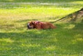 Bull dog resting on a green lawn