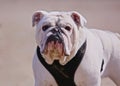 Bull dog Royalty Free Stock Photo