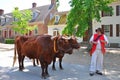 Bull drawn carriage tours in Williamsburg, Viginia Royalty Free Stock Photo