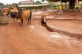 Bull Driven water pump