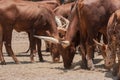 The bull eating dried grass.