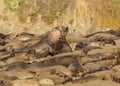 Bull Elepant Seals Sparring amoung a group