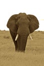Bull elephant Royalty Free Stock Photo