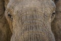 Bull Elephant in afternoon light