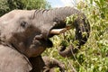 Bull elephant feeding