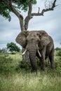 Bull elephant infront a tree in south africa Royalty Free Stock Photo